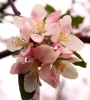 Fragrance oil 10ml, Apple blossom