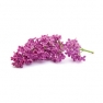 Aroomiõli 50ml, lilac