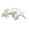 Fragrance oil 50ml, orchid