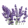 Aroomiõli soap fragrance oil 10ml, lavender 2